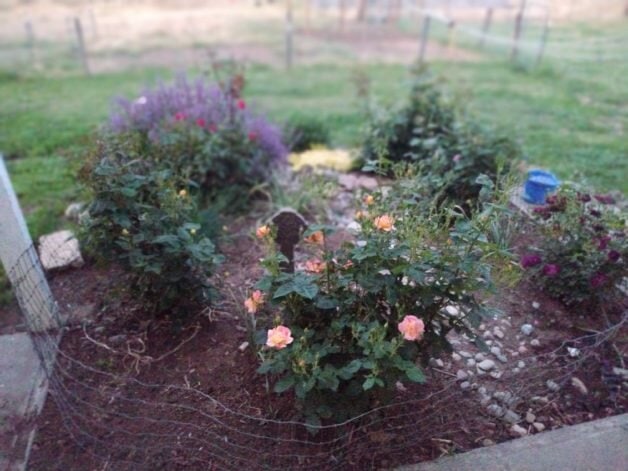 rose and herb garden.