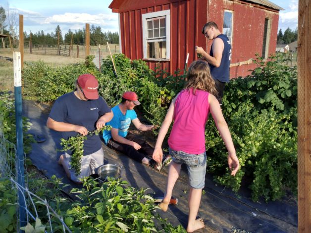 Denise's family harvesting