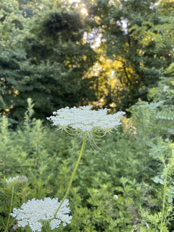 White flower in morning sun.