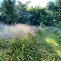 Flowers in early morning sunshine.