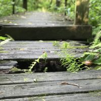 Dilapidated wooden bridge in the woods.