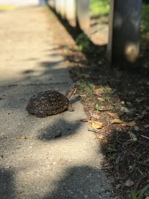 Box turtle in the sunshine.