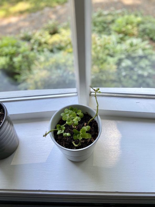 small green succulent in white pot.