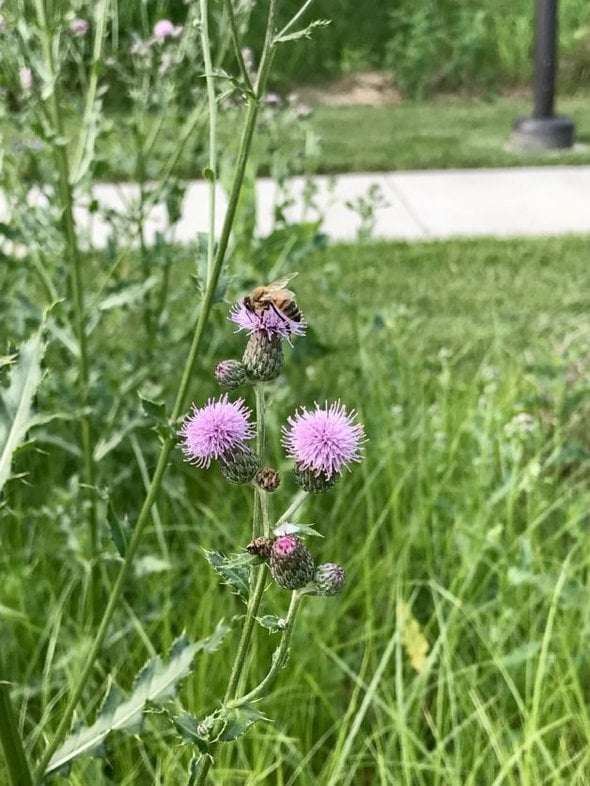 honeybee on a thistle.