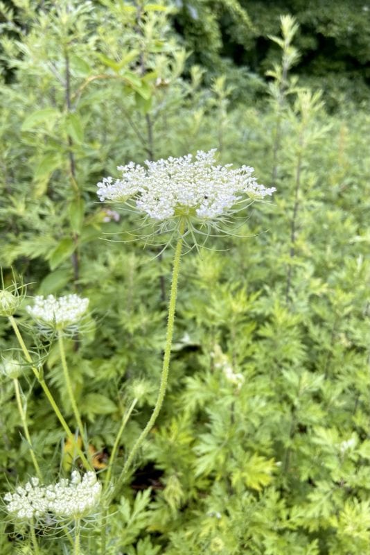 white flower in the woods.