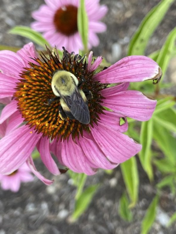 bee on a flower.