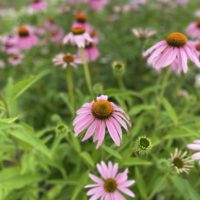 Pink coneflowers.