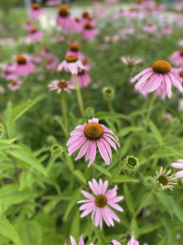 Pink coneflowers.