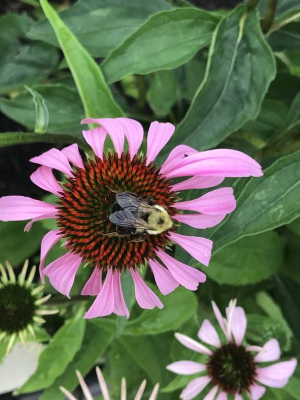 Bumblebee on a flower.