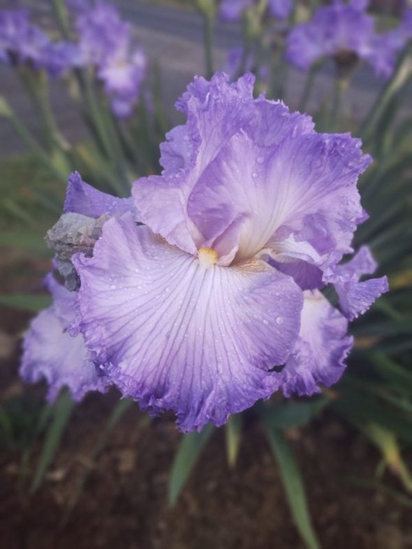 purple iris.