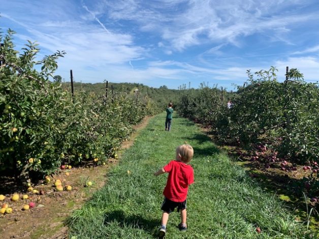 A kid running in between apple trees.