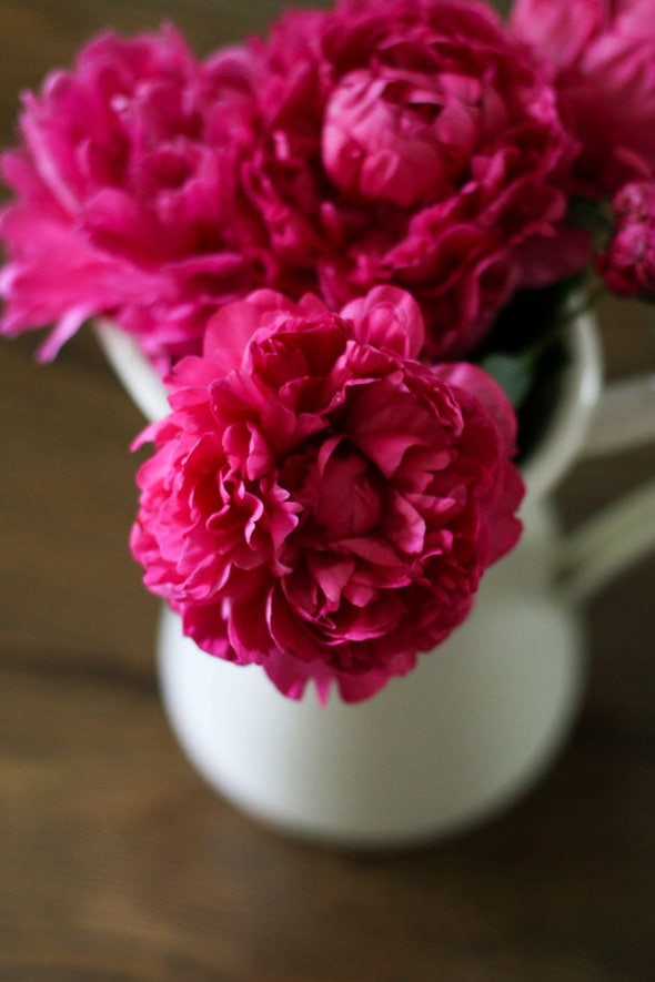 a large pink peony bloom.