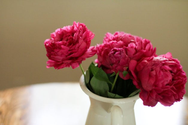 peonies in vase.