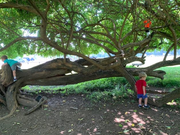 A little boy by a fallen tree.