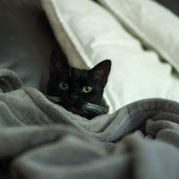 Cat in blanket.
