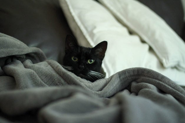 Cat in blanket.