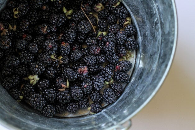Blackberries in a bucket.