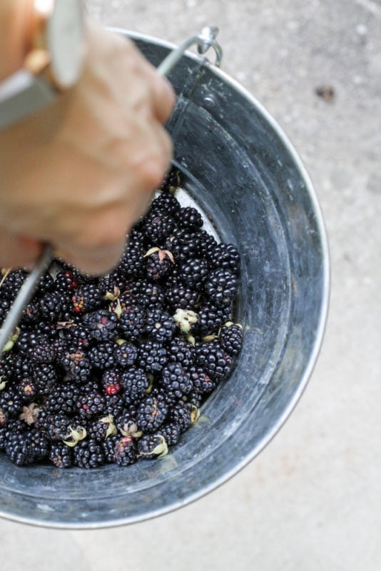 Kristen's hand holding a bucket of berries.