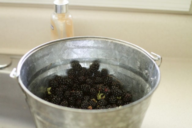 Blackberries in a bucket next to a sink.