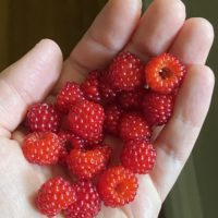 wineberries in Kristen's hand.