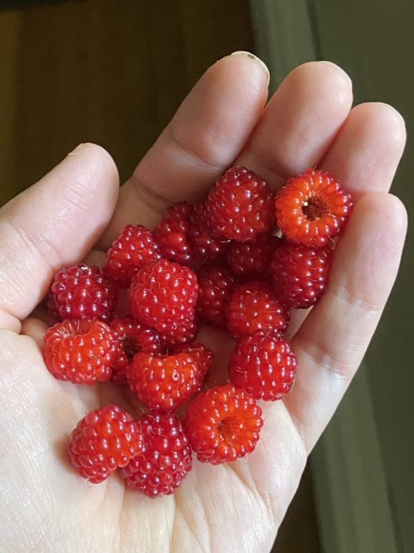 wineberries in Kristen's hand.