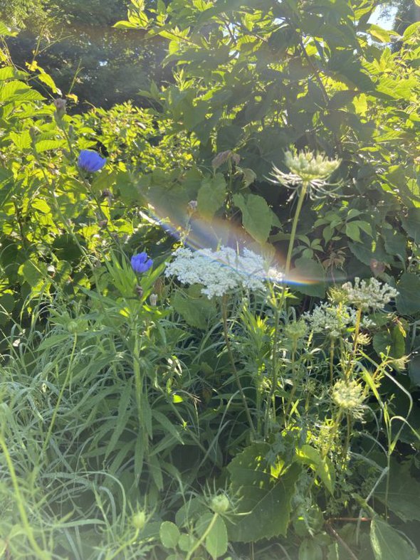 queen anne's lace in morning sun.