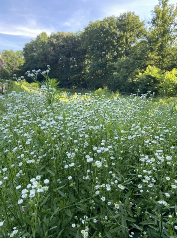 A field of small daisies.