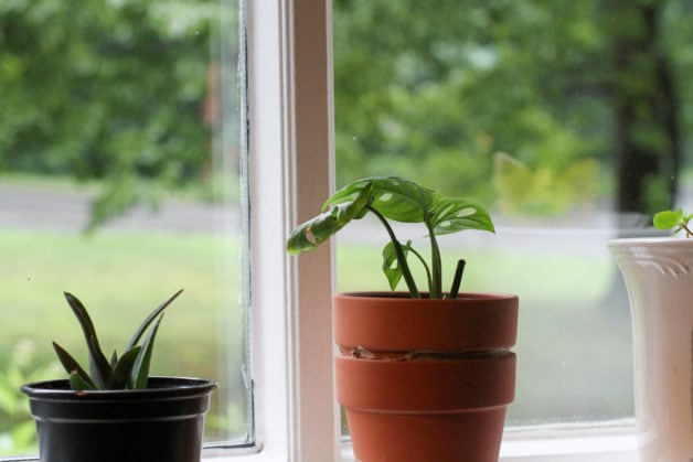 two potted plants in a window.