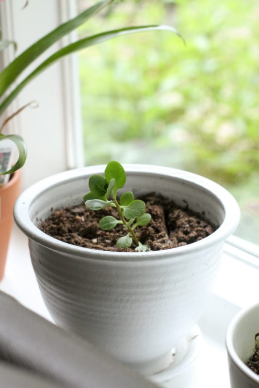 white pot with a plant in it.