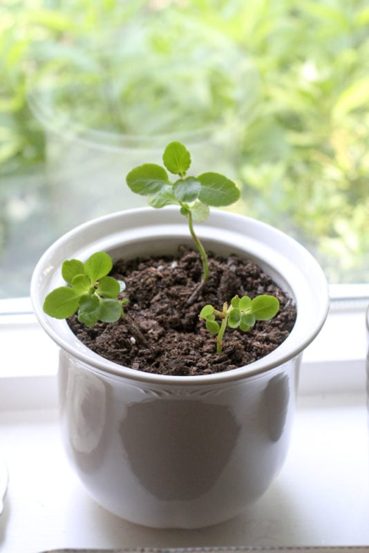 succulents in a white pot.