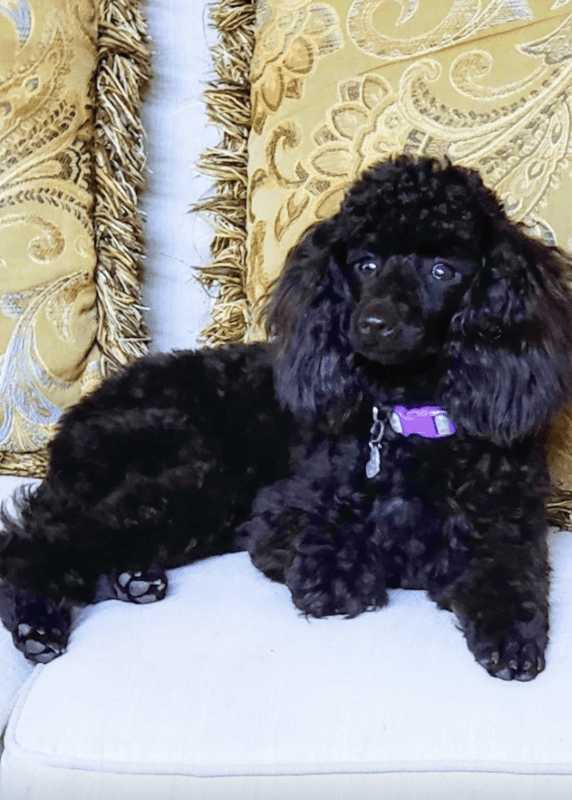 A black poodle in a chair.