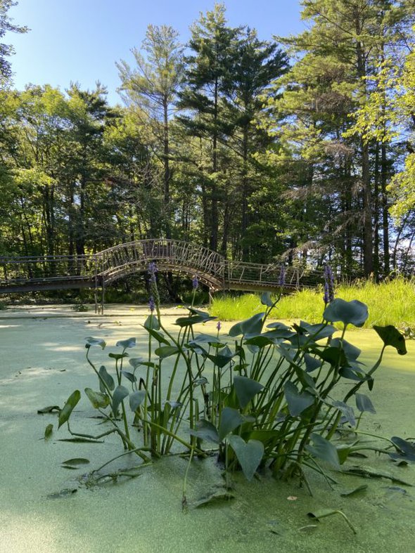 bridge over a lake.