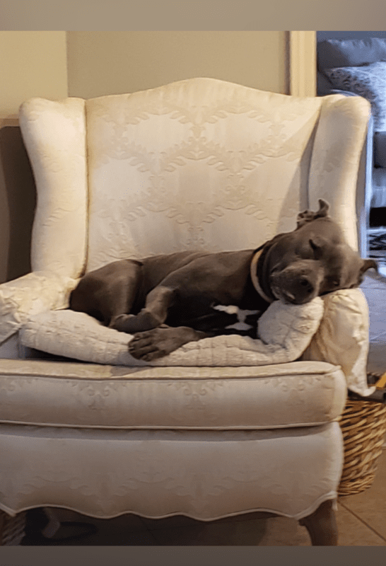 Jane's dog sleeping in chair.