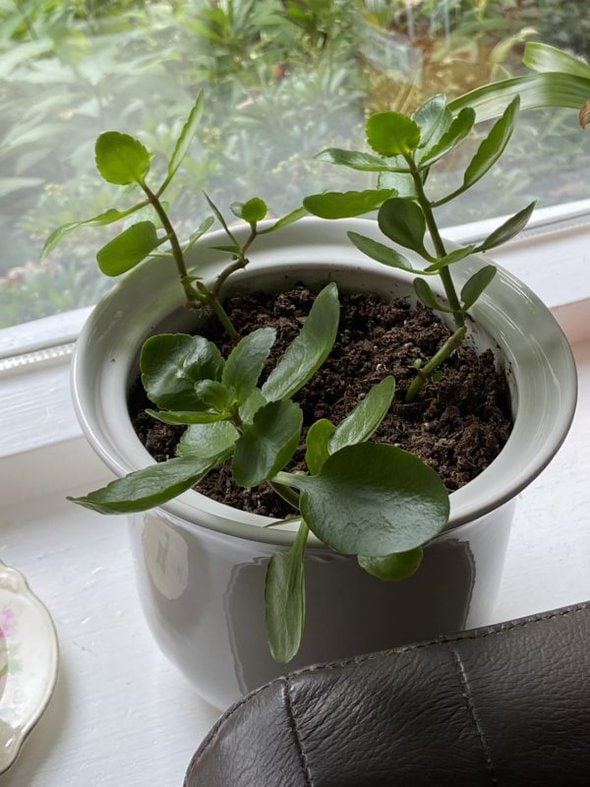 three succulents in a white pot.