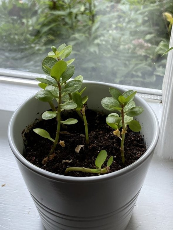 succulent in white pot.