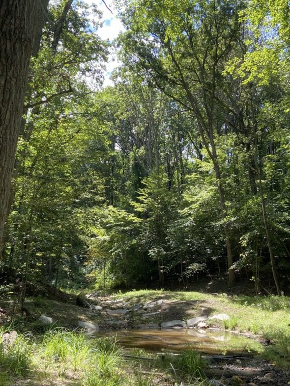 A wooded walking path.