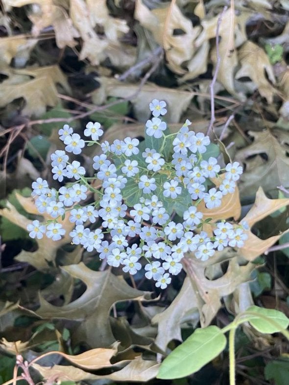 tiny white flowers.