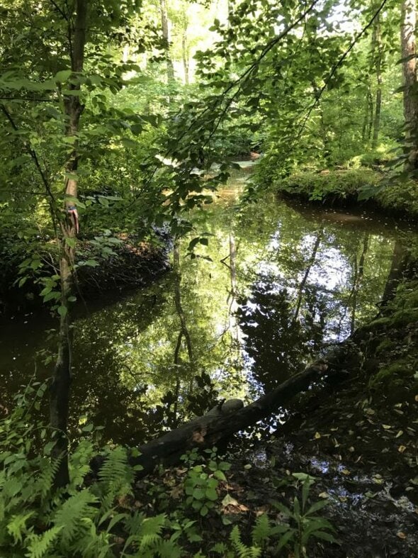 a stream in the woods.