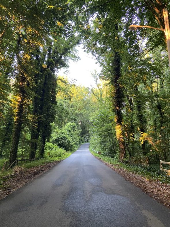 a neighborhood road at sunset.