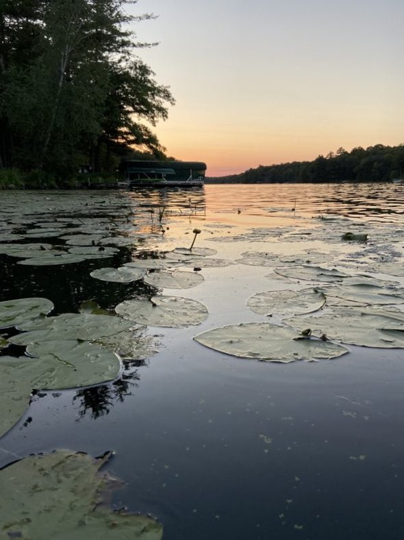 lily pads in a lake at sunset.