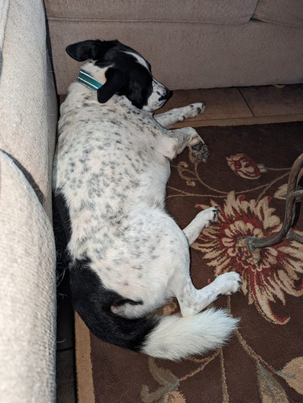 dog sleeping on a rug.