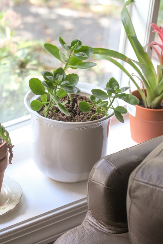 succulent in white pot.