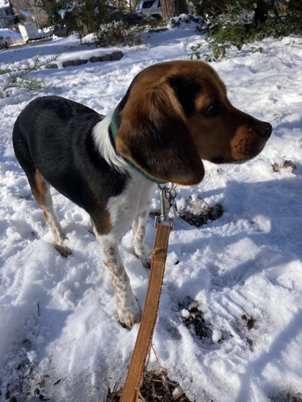 beagle in the snow
