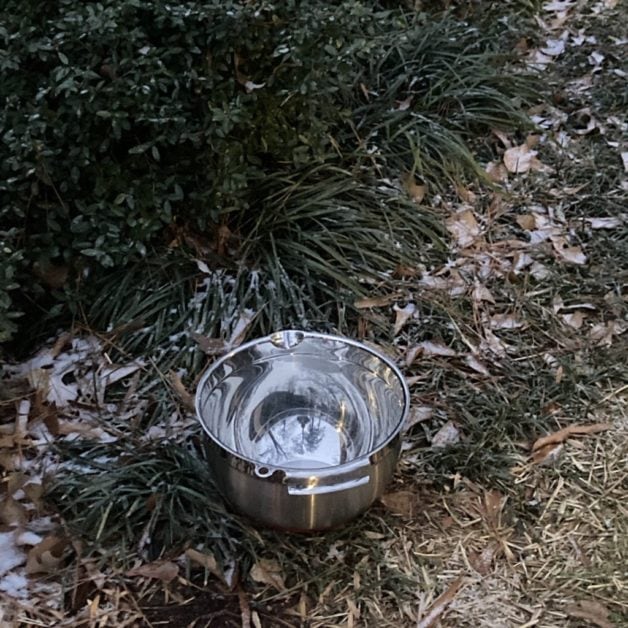 metal bowl sitting outside by a pine tree.