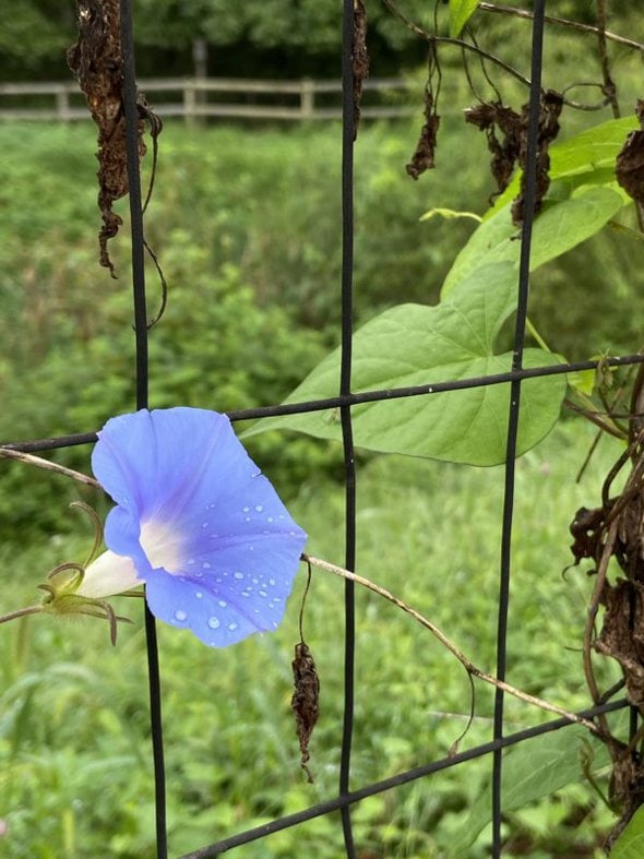 morning glory flower.