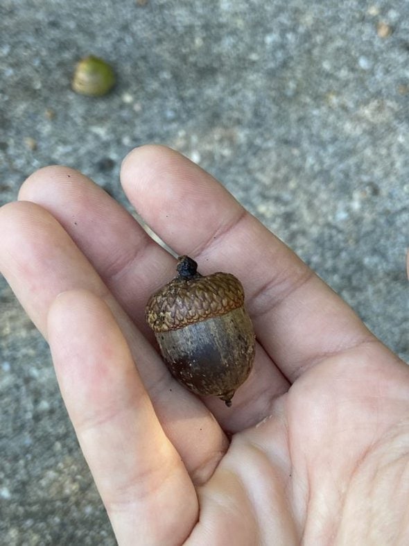acorn in Kristen's hand.