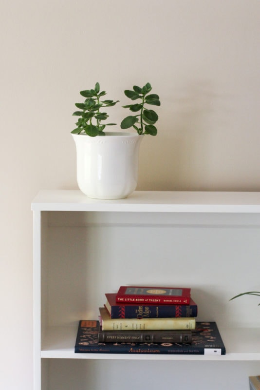 Bookshelf with plant on top.
