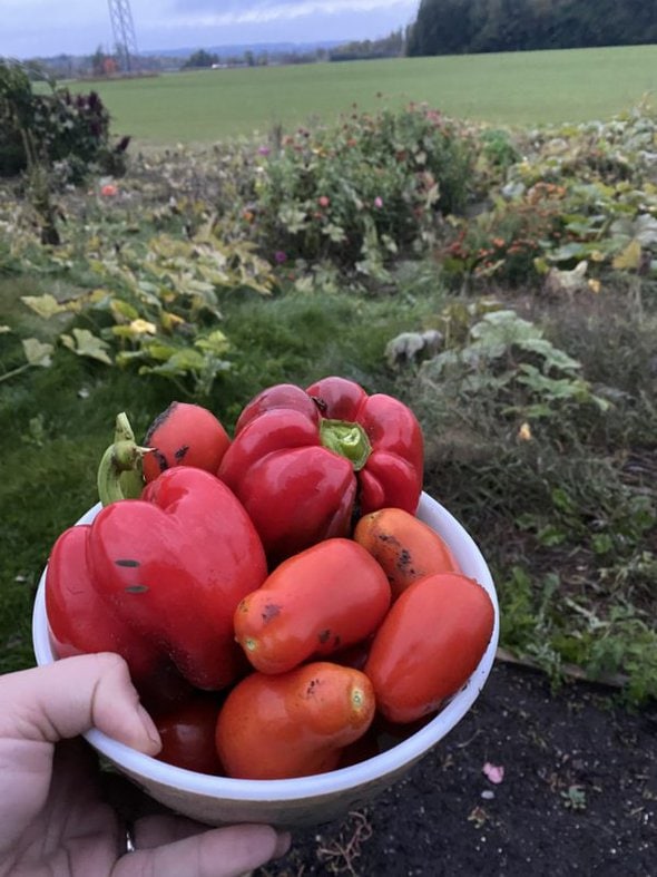 Homegrown tomatoes.