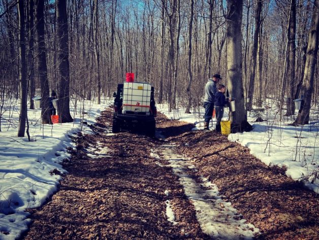 Maple syrup tapping.