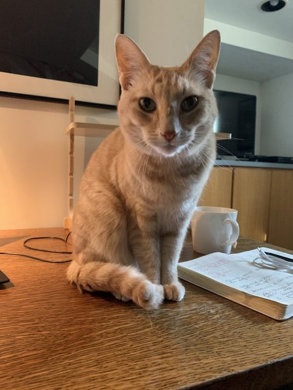 Cat on a desk.